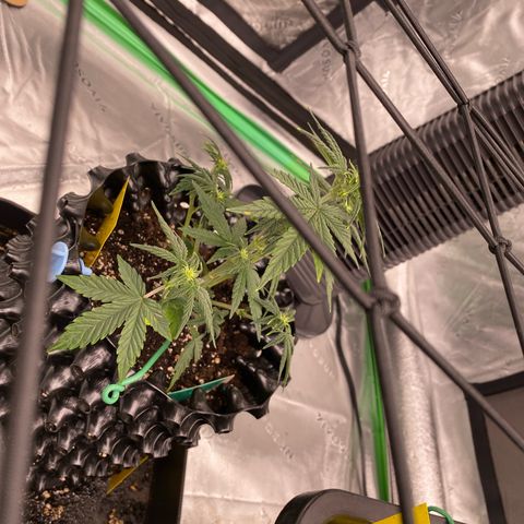 Tangerine Dream Auto growlog timeline photo