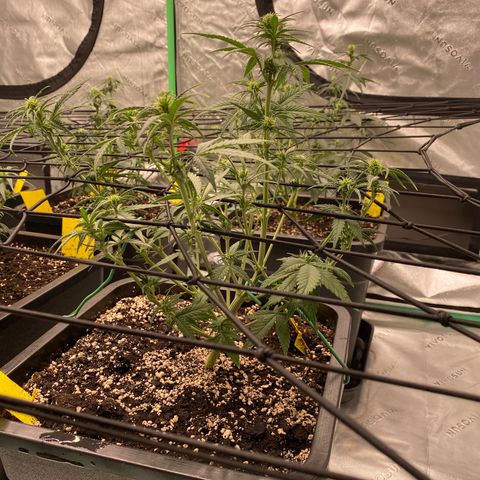 Blackberry Auto ( FastBuds ) growlog timeline photo