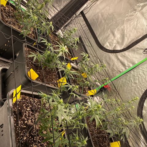 Blackberry Auto ( FastBuds ) growlog timeline photo