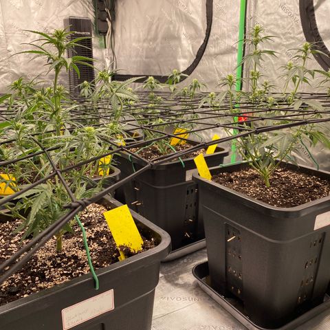 Blackberry Auto ( FastBuds ) growlog timeline photo