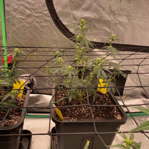 Blackberry Auto ( FastBuds ) growlog timeline photo