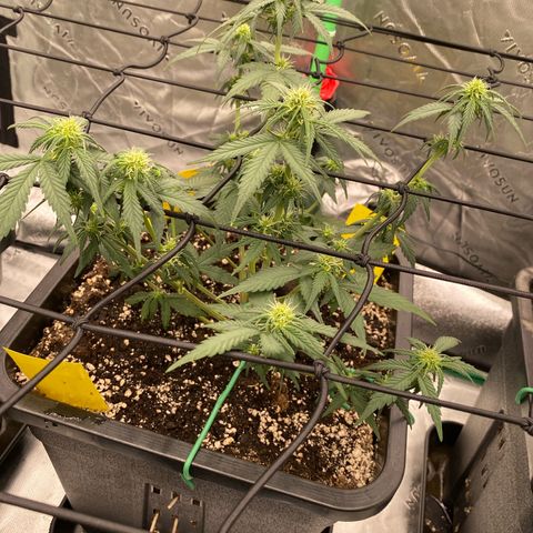 Blackberry Auto ( FastBuds ) growlog timeline photo