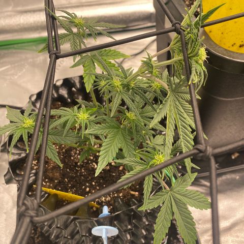 Tangerine Dream Auto growlog timeline photo