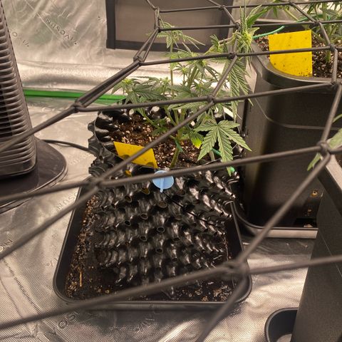 Tangerine Dream Auto growlog timeline photo