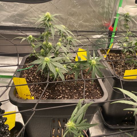 Papaya Cookies Auto (FastBuds) growlog timeline photo