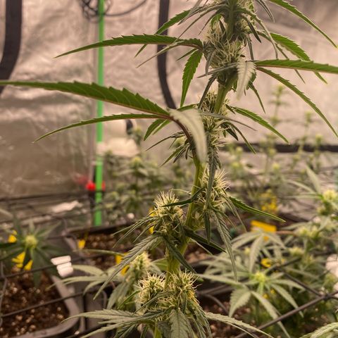 Papaya Cookies Auto (FastBuds) growlog timeline photo