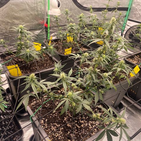 Papaya Cookies Auto (FastBuds) growlog timeline photo