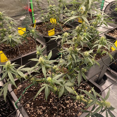 Papaya Cookies Auto (FastBuds) growlog timeline photo