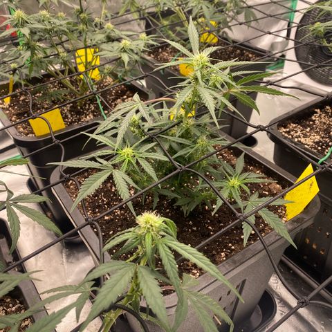 Papaya Cookies Auto (FastBuds) growlog timeline photo