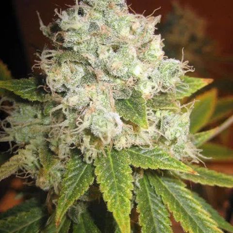 K Train #1 growlog timeline photo