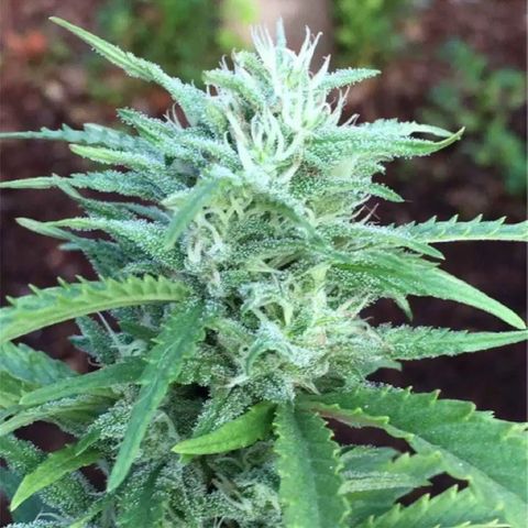 Durban Poison #1 growlog timeline photo