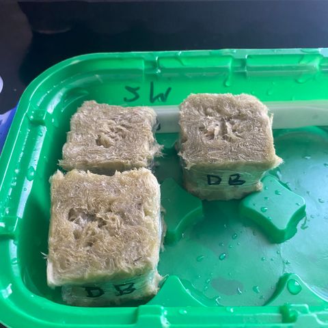 K Train #1 growlog photo: Left in water for 48hours til they popped their tap root and then transplanted in rock wool cubes. 