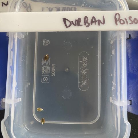 K Train #1 growlog photo: Left in water for 48hours til they popped their tap root and then transplanted in rock wool cubes. 