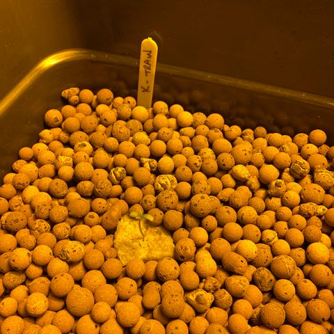 K Train #2 growlog timeline photo