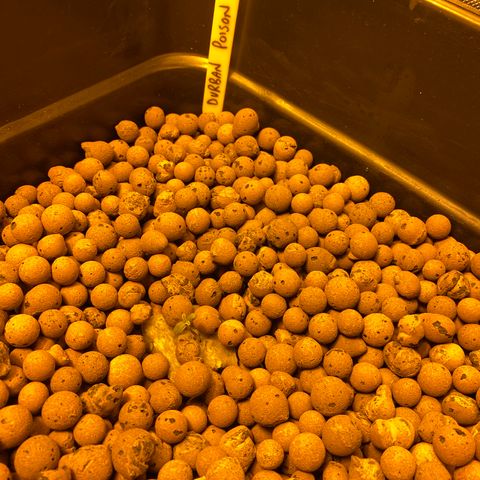 Durban Poison #2 growlog timeline photo