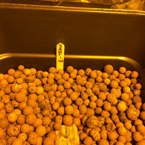 K Train #1 growlog timeline photo