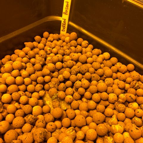 Durban Poison #2 growlog timeline photo