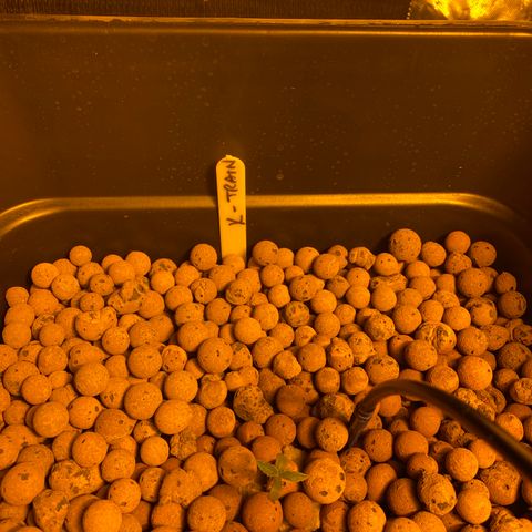 K Train #1 growlog timeline photo
