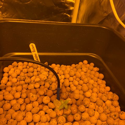 Durban Poison #1 growlog timeline photo