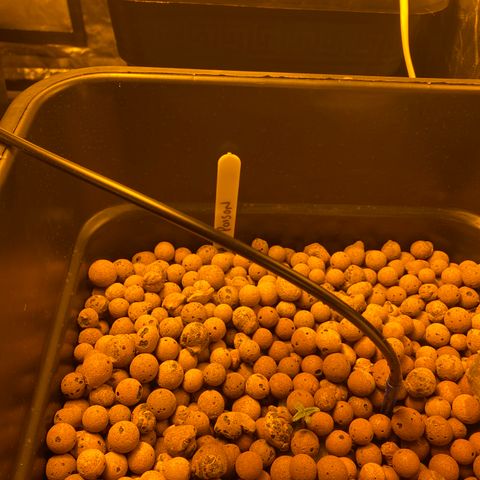Durban Poison #2 growlog photo: Tiny tacker