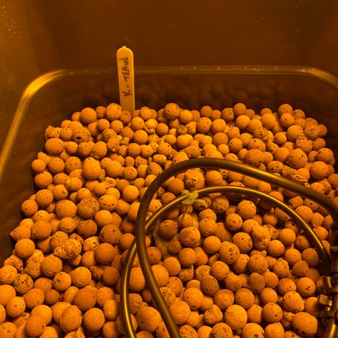 K Train #2 growlog timeline photo
