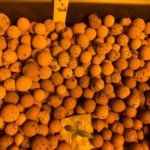 K Train #1 growlog timeline photo