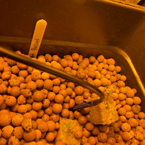 Durban Poison #2 growlog timeline photo