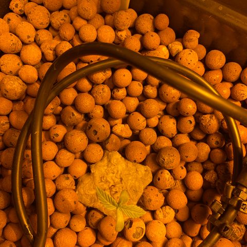 K Train #2 growlog photo: Pic