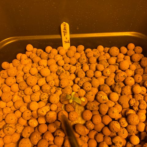 K Train #1 growlog photo: 2nd true leaves coming through