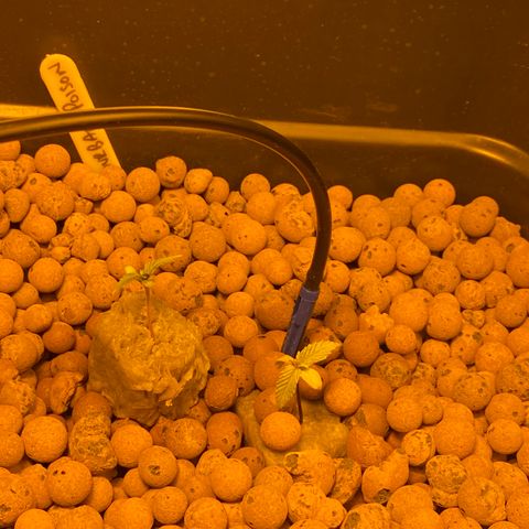 Durban Poison #1 growlog photo: 2nd true leaves coming through