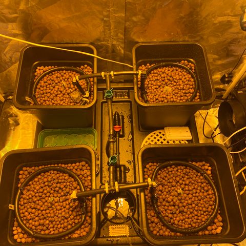 K Train #1 growlog photo: New homemade halo rings with flow taps. New modification 