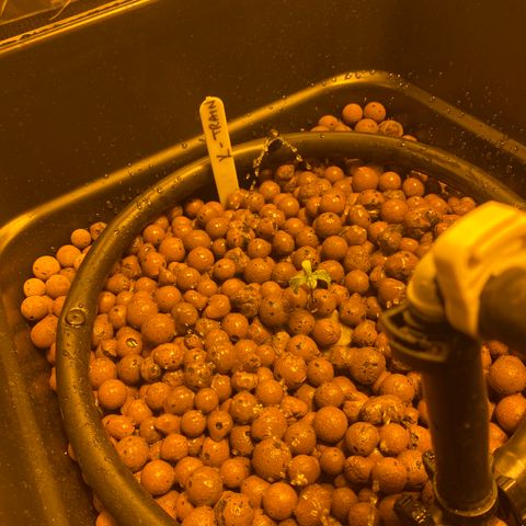 K Train #1 growlog timeline photo