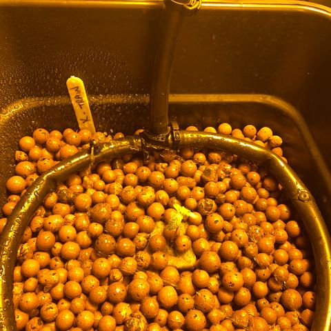 K Train #2 growlog timeline photo