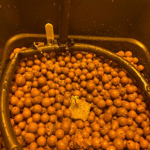 Durban Poison #2 growlog timeline photo