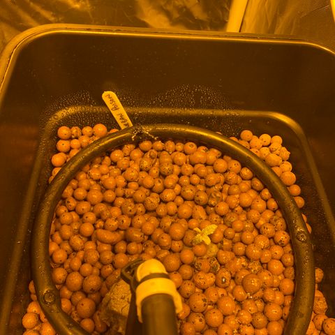Durban Poison #1 growlog timeline photo