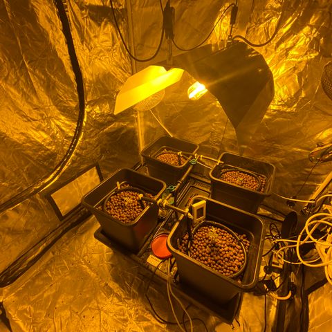K Train #1 growlog timeline photo