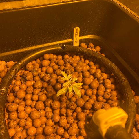 K Train #1 growlog timeline photo