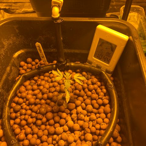 K Train #2 growlog timeline photo