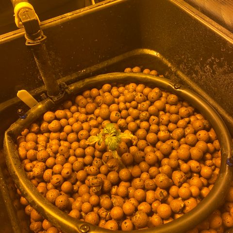 Durban Poison #2 growlog timeline photo