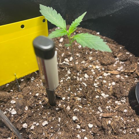 Hazey growlog photo: It is growing 
