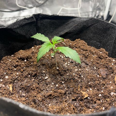 Hazey growlog photo: Lowered the light too much and added intensity so the leaves kinda got curly. 
Added water and lifted the light to check if its gets better