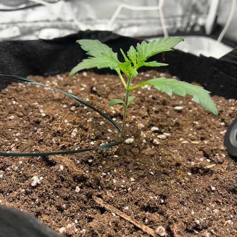 Hazey growlog photo: Hazey looks better now after I put the light up more and added 200ml of eater with 0.08 ml NPK