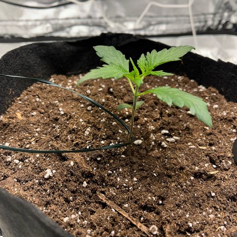 Hazey growlog photo: Hazey looks better now after I put the light up more and added 200ml of eater with 0.08 ml NPK
