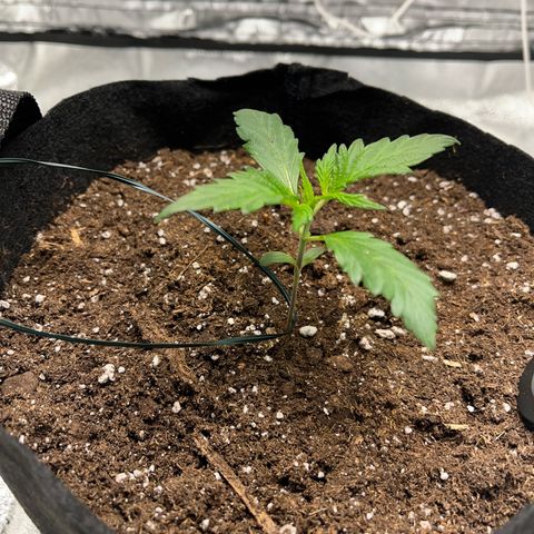 Hazey growlog photo: Hazey looks better now after I put the light up more and added 200ml of eater with 0.08 ml NPK