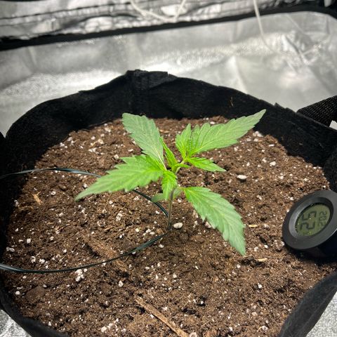 Hazey growlog photo: Hazey is looking great, more leaves are starting to appear, the weak leaves got straight again. 