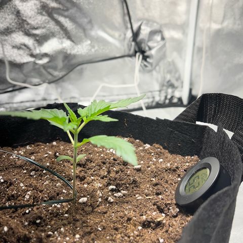 Hazey growlog timeline photo