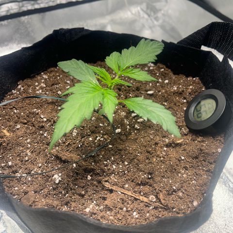 Hazey growlog photo: Looking good, gotta check on soil tomorrow since it has been 5 days. 
Smelling good too 