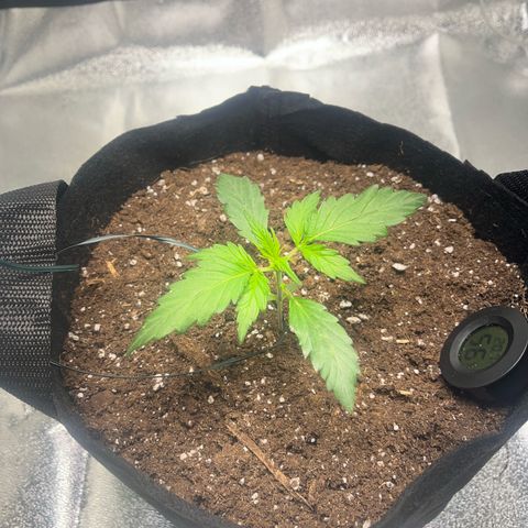Hazey growlog photo: Looking good, gotta check on soil tomorrow since it has been 5 days. 
Smelling good too 