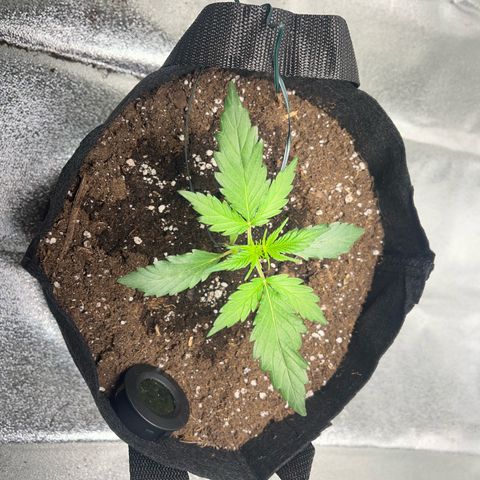 Hazey growlog timeline photo