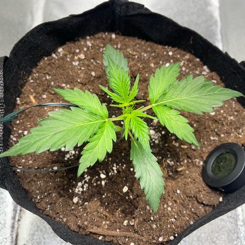 Hazey growlog timeline photo